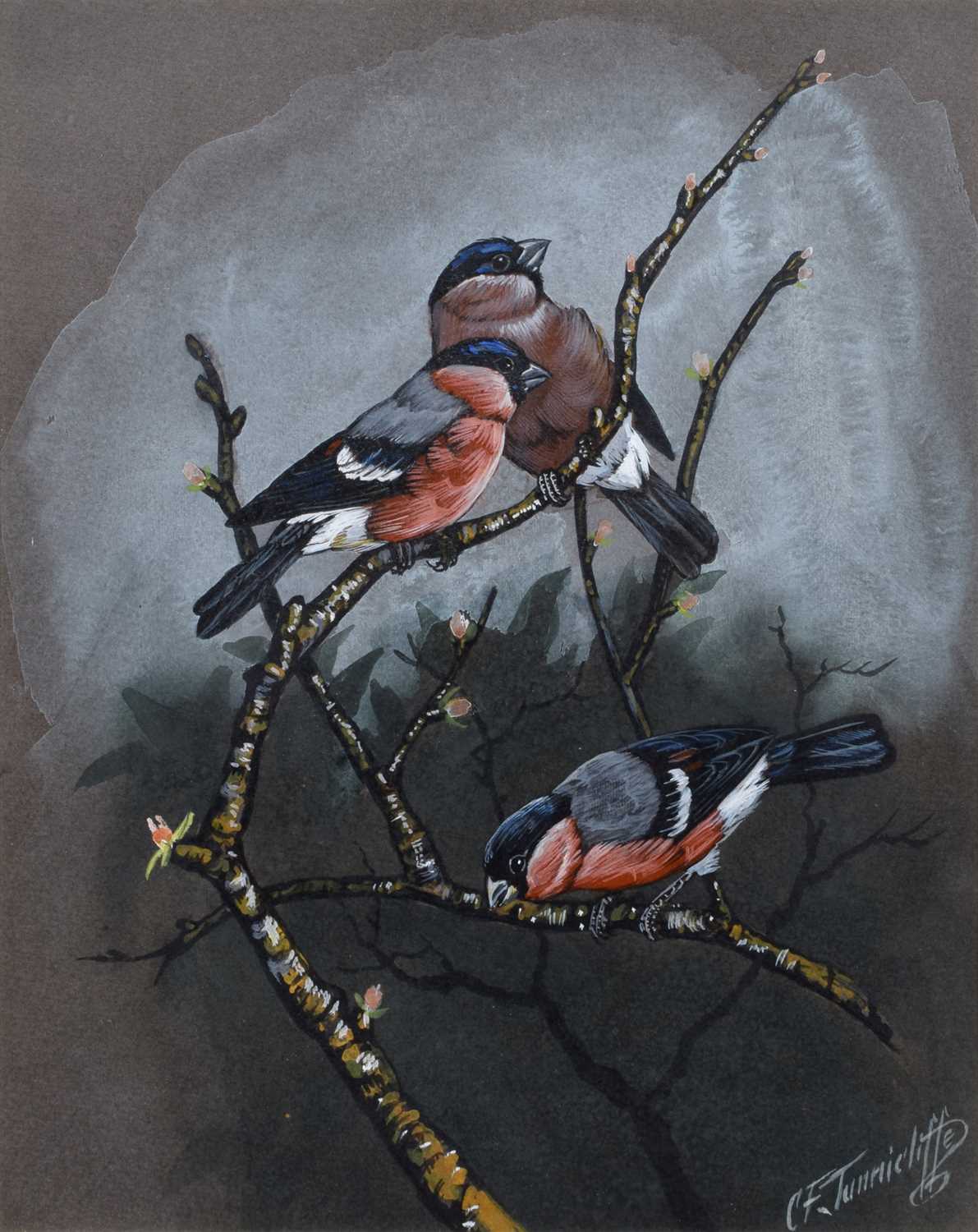 C. F. Tunnicliffe, Bullfinches